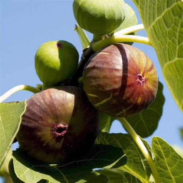 新疆阿泰勒兩年生波姬紅無花果苗無花果苗基地現(xiàn)挖現(xiàn)賣