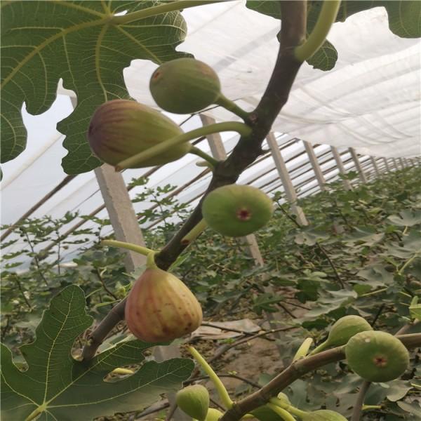 波姬紅無花果苗冬季管理根系發(fā)達(dá)無花果樹苗