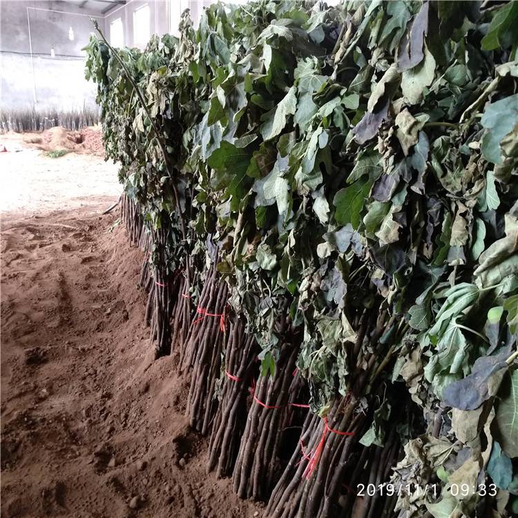 波姬紅無花果苗冬季管理高甜度無花果苗