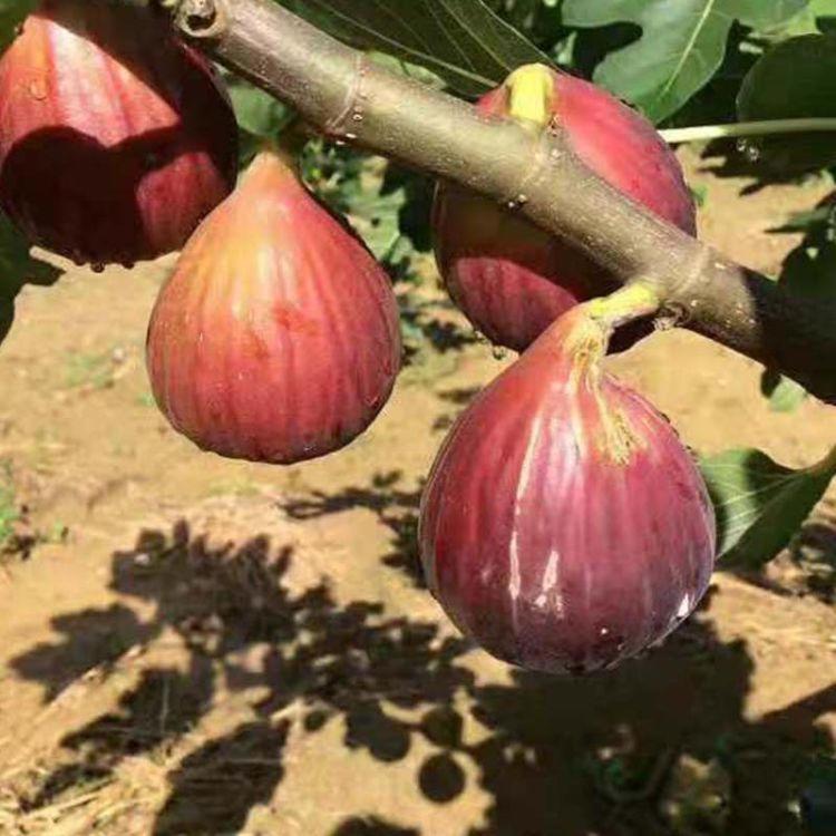 波姬紅無花果苗冬季管理布蘭瑞克無花果苗