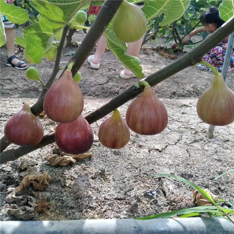 介紹無花果苗種植技術(shù)根系發(fā)達(dá)無花果樹苗