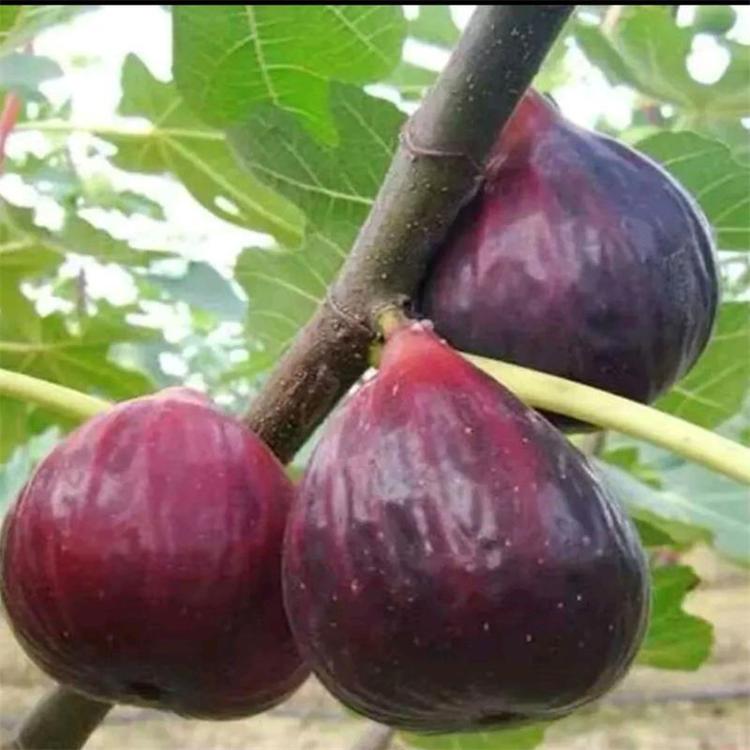 重慶云陽(yáng)加州黑無(wú)花果苗無(wú)花果苗價(jià)格優(yōu)惠 