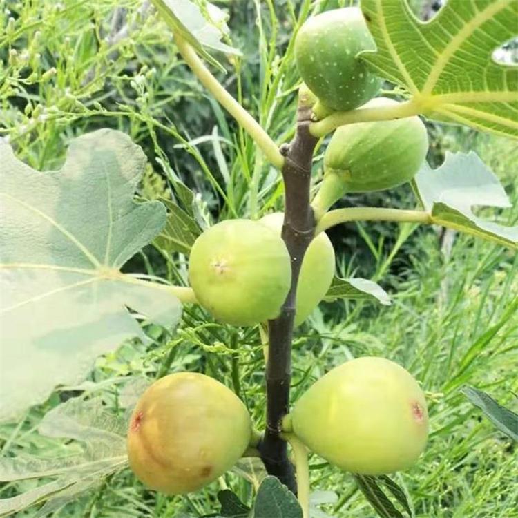 重慶云陽(yáng)加州黑無(wú)花果苗無(wú)花果苗價(jià)格優(yōu)惠 