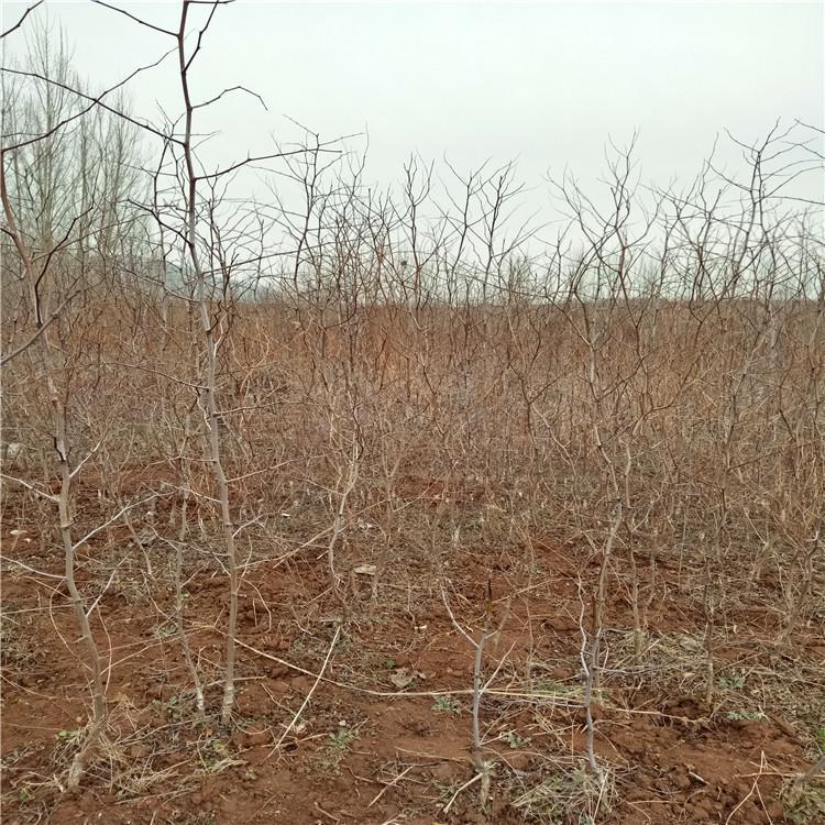 馬鞍山金家莊區1公分金絲棗樹苗批發價、蜜棗苗種植基地