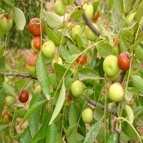 瀘州納溪區(qū)2公分冬棗樹苗 冬棗苗產(chǎn)地信息棗農(nóng)