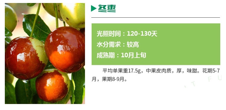 河南商丘新品種棗樹苗 棗樹苗種植方法