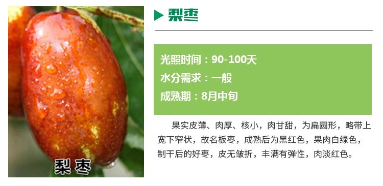 河南商丘新品種棗樹苗 棗樹苗種植方法