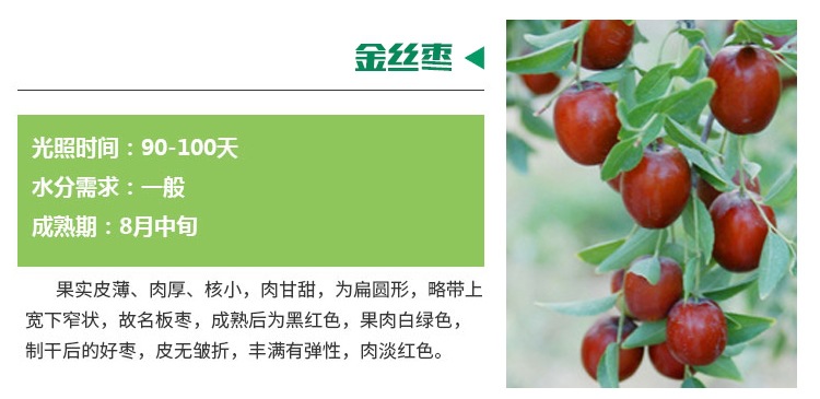 重慶江北大量供應(yīng)棗樹(shù)苗冬棗苗產(chǎn)地信息棗農(nóng)