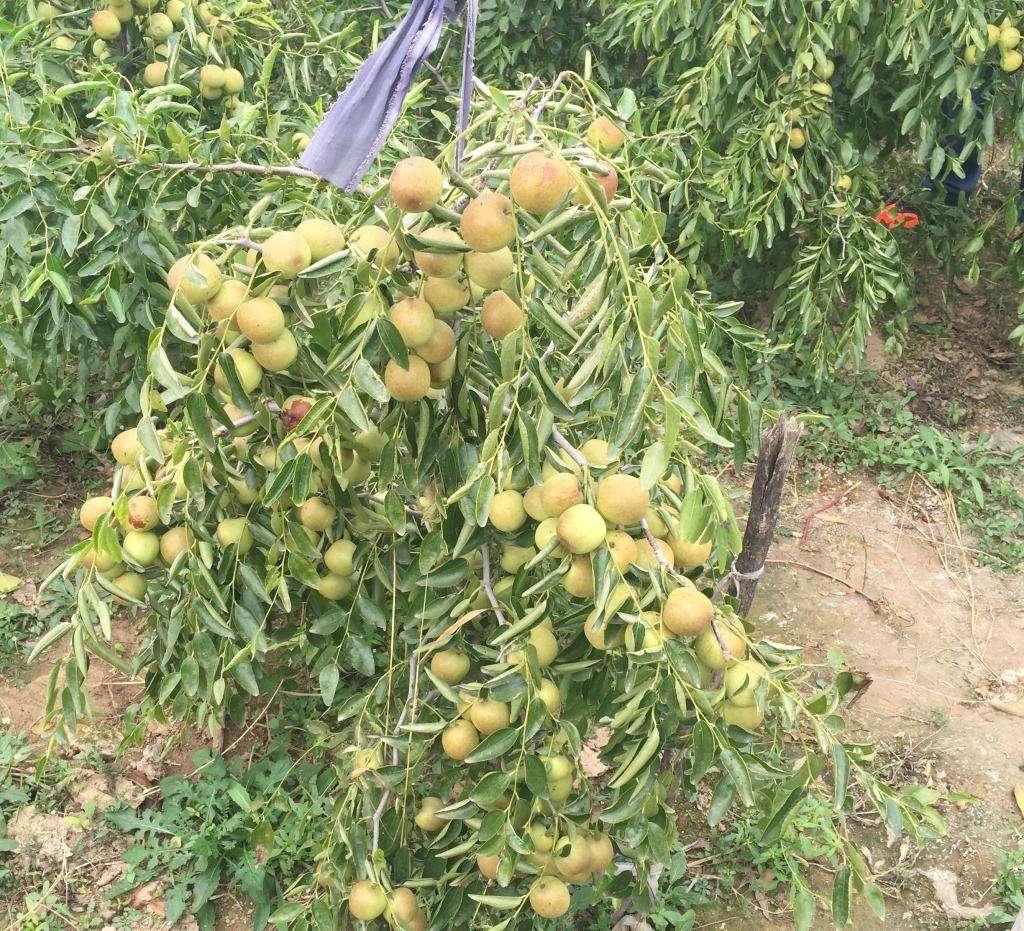 玉林陸川嫁接棗樹(shù)苗一棵價(jià)格蜜棗苗種植基地