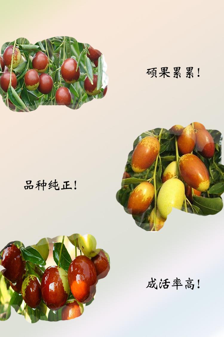 常州大學專區(qū)基地棗樹苗 便宜出售冬棗苗誠信經(jīng)營