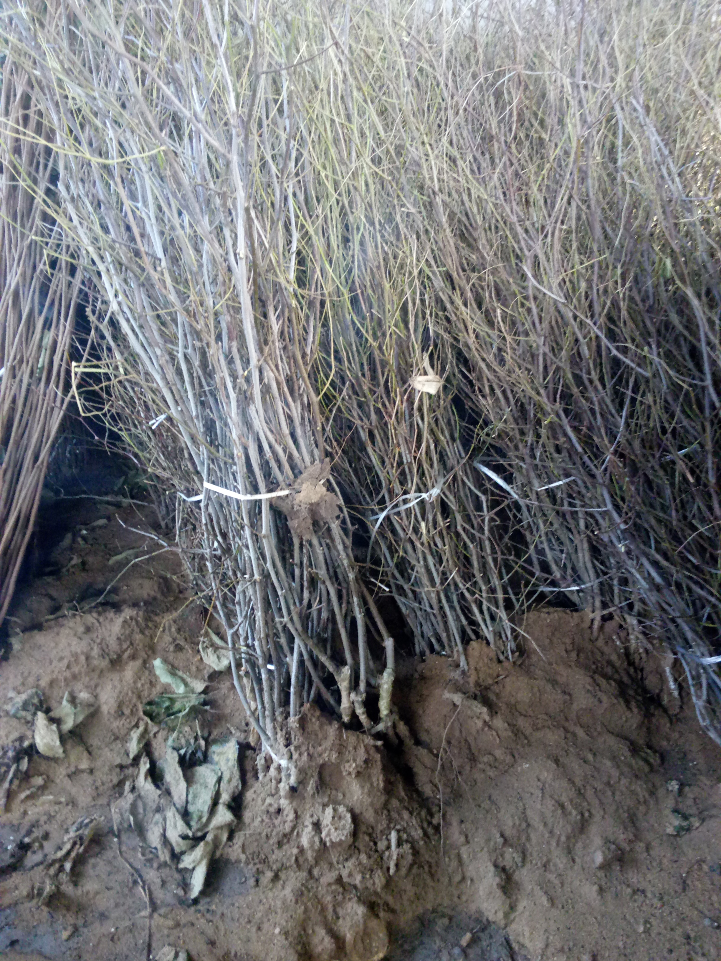 馬鞍山金家莊區1公分金絲棗樹苗批發價、蜜棗苗種植基地