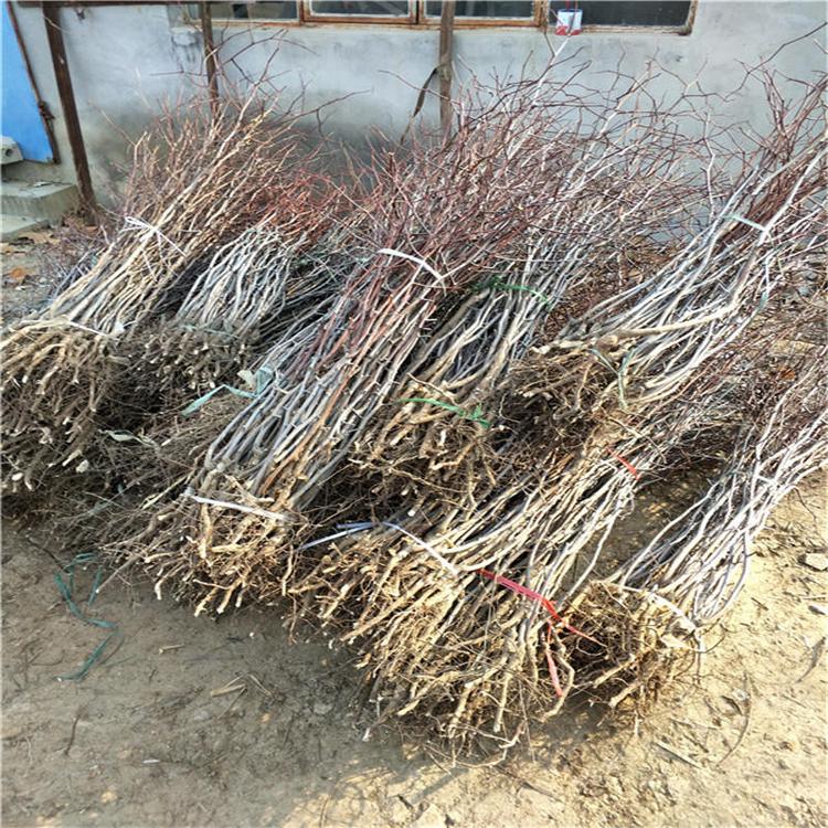 玉林陸川嫁接棗樹(shù)苗一棵價(jià)格蜜棗苗種植基地