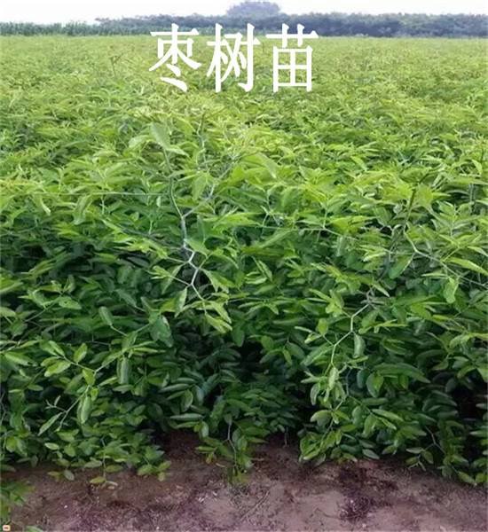 昆明官渡嫁接棗樹苗 棗樹苗新品種