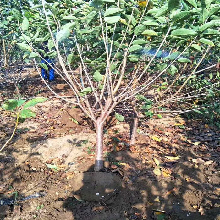 湖南常德齊早櫻桃廠家銷售種植基地