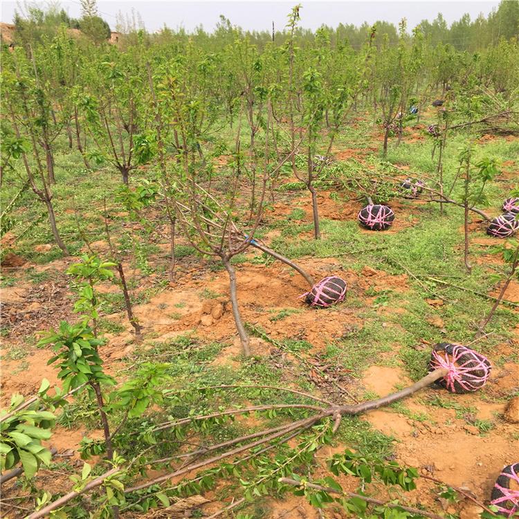 湖南常德齊早櫻桃廠家銷售種植基地