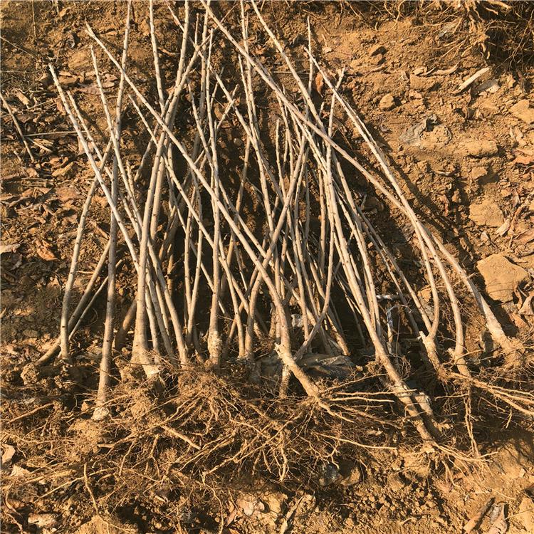 江蘇南通齊早櫻桃廠家銷售種植基地
