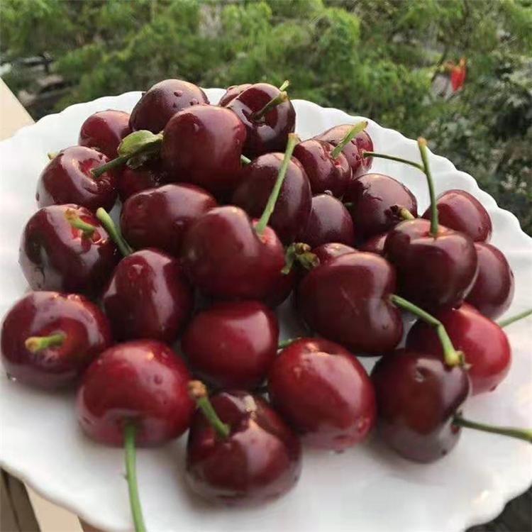 江蘇南通齊早櫻桃廠家銷售種植基地