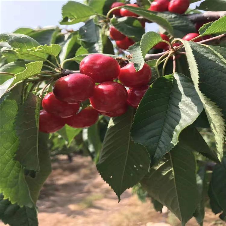江蘇南通齊早櫻桃廠家銷售種植基地