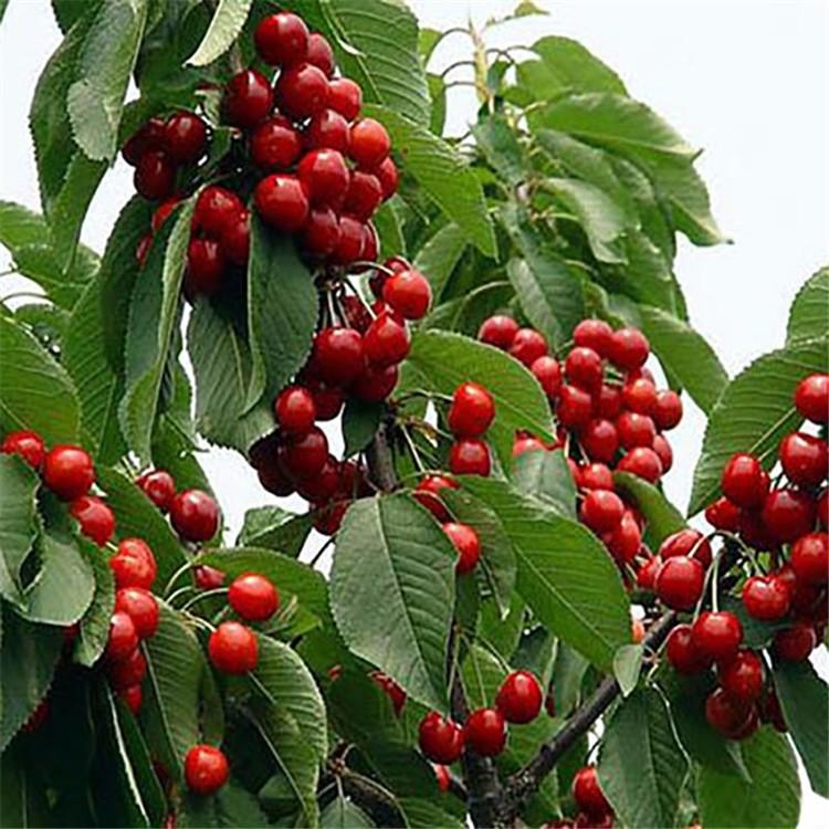 江蘇南通齊早櫻桃廠家銷售種植基地