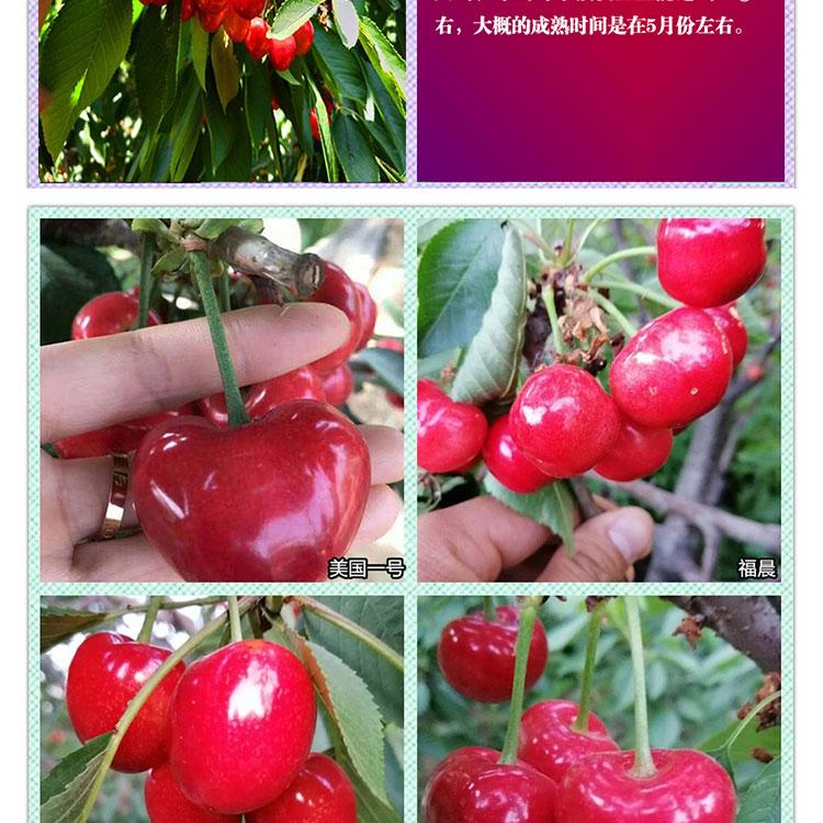 江蘇淮安齊早櫻桃廠家銷售品種介紹
