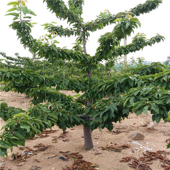 湖南郴州齊早櫻桃廠家銷售批發(fā)基地