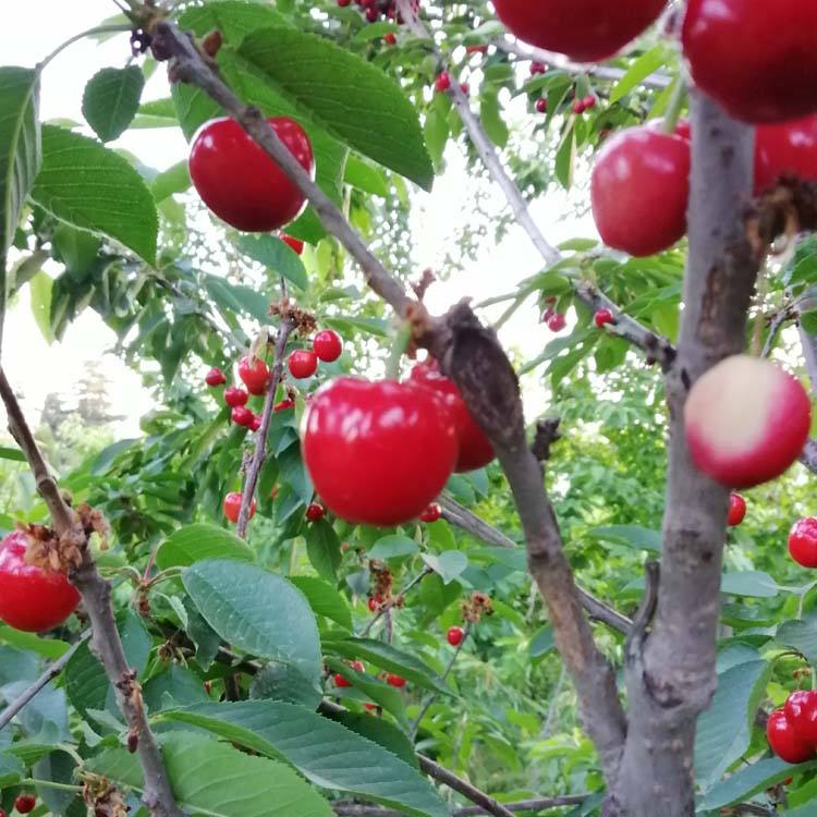 江蘇南通齊早櫻桃廠家銷售種植基地