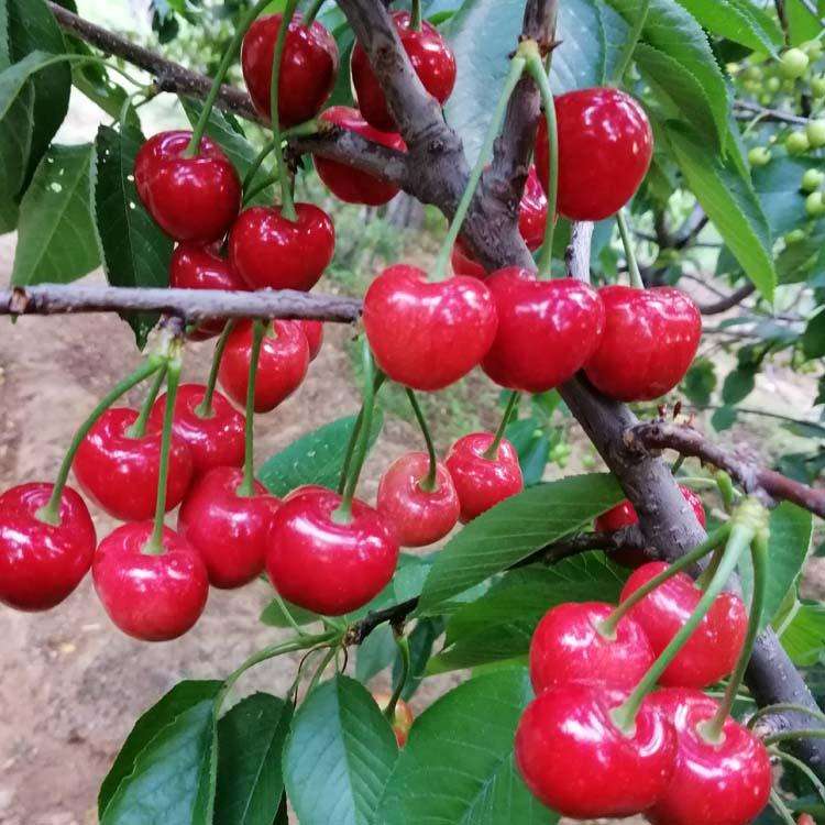 江蘇南通齊早櫻桃廠家銷售種植基地