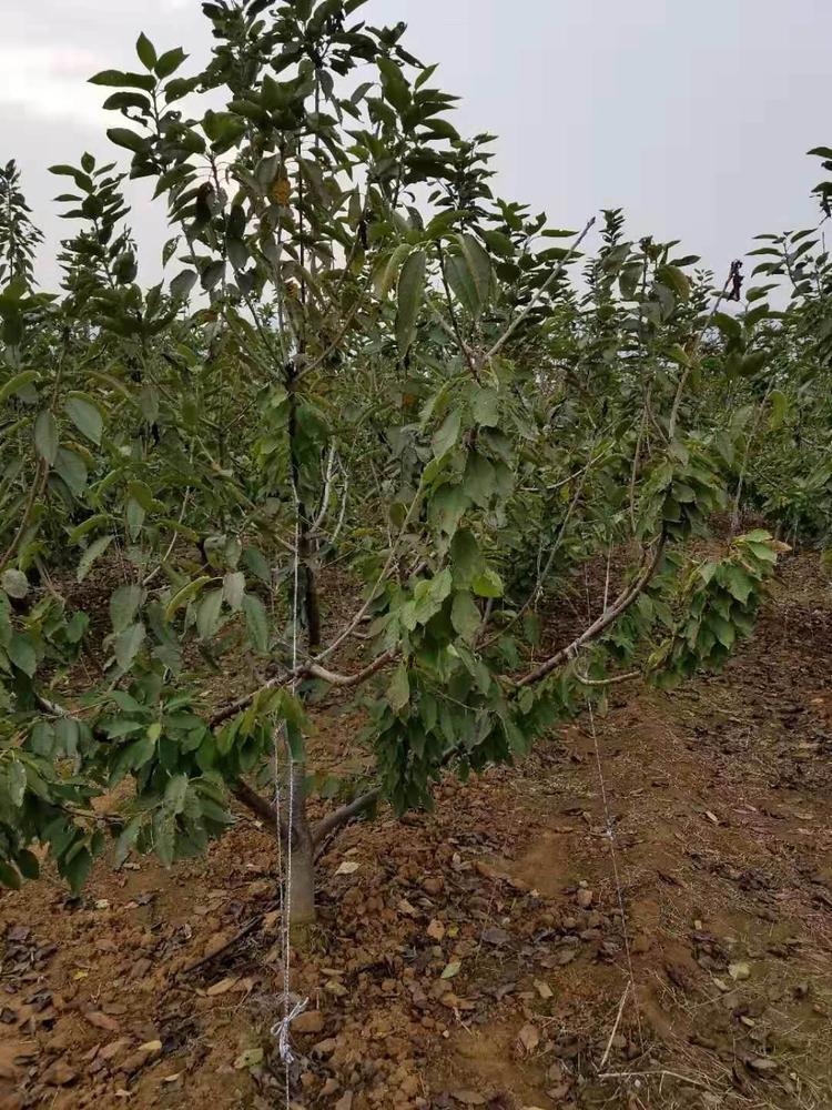 江蘇淮安齊早櫻桃廠家銷售品種介紹