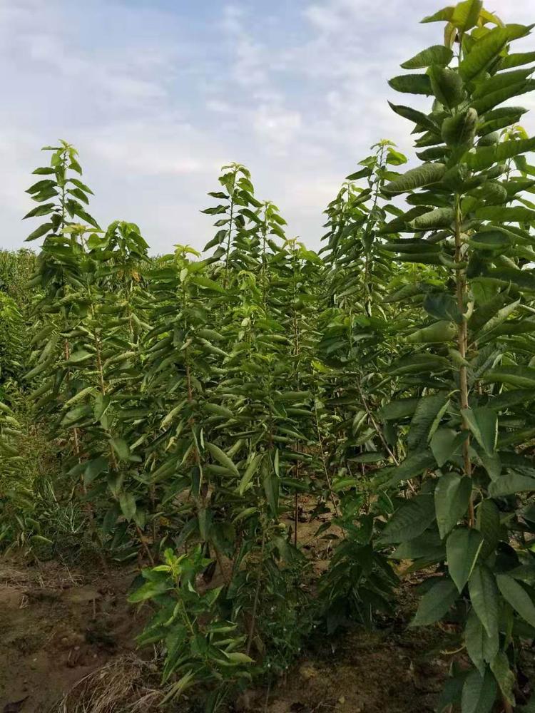 潛江周磯街道齊早櫻桃廠家銷售