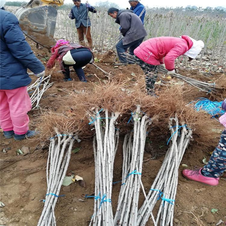 江蘇淮安齊早櫻桃廠家銷售品種介紹