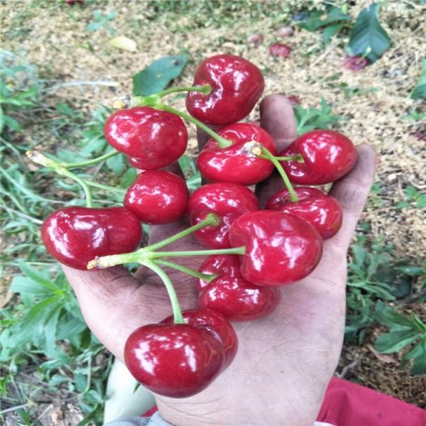 江蘇南通齊早櫻桃廠家銷售種植基地