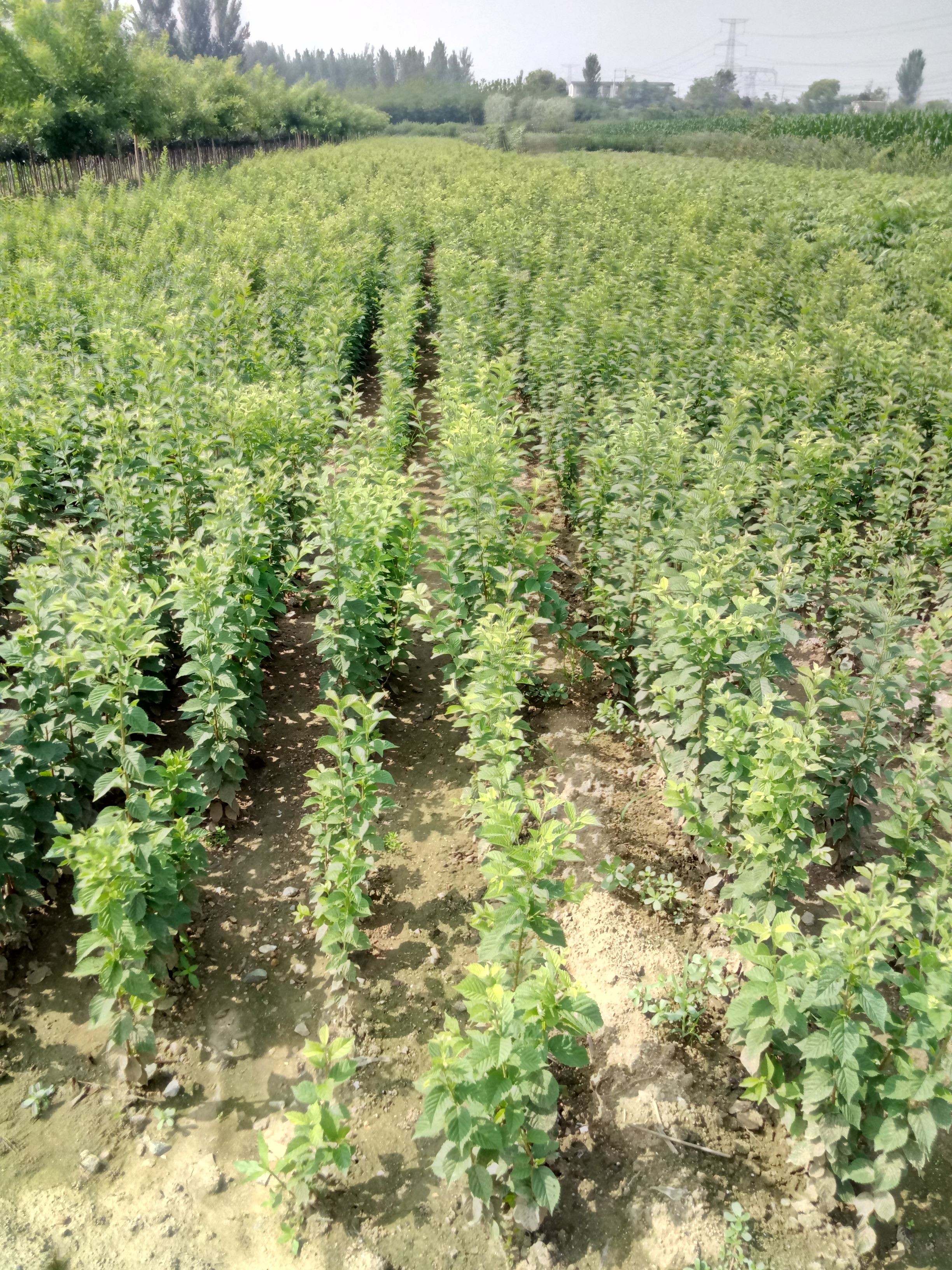 江蘇南通齊早櫻桃廠家銷售種植基地