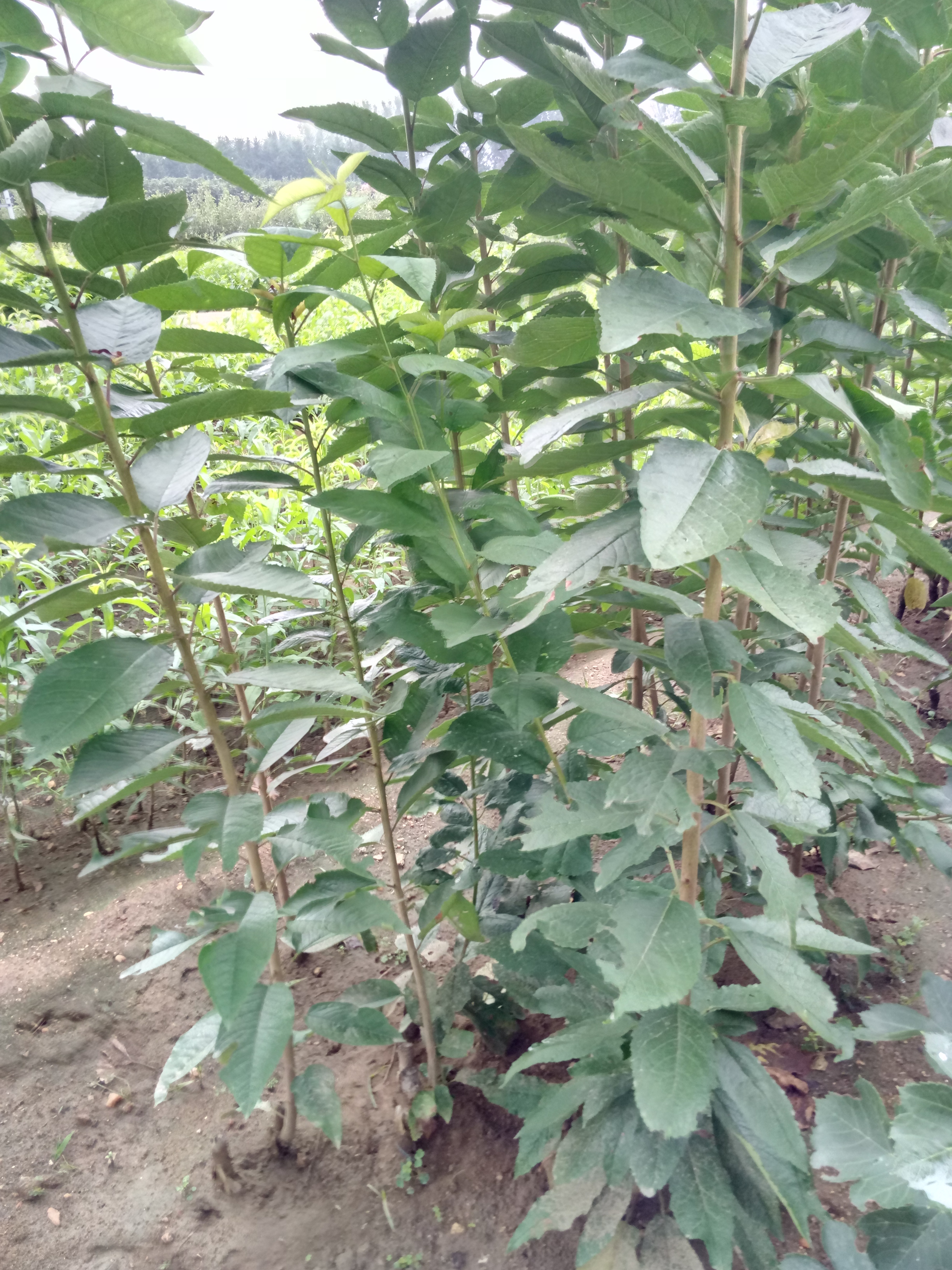 湖南常德齊早櫻桃廠家銷售種植基地
