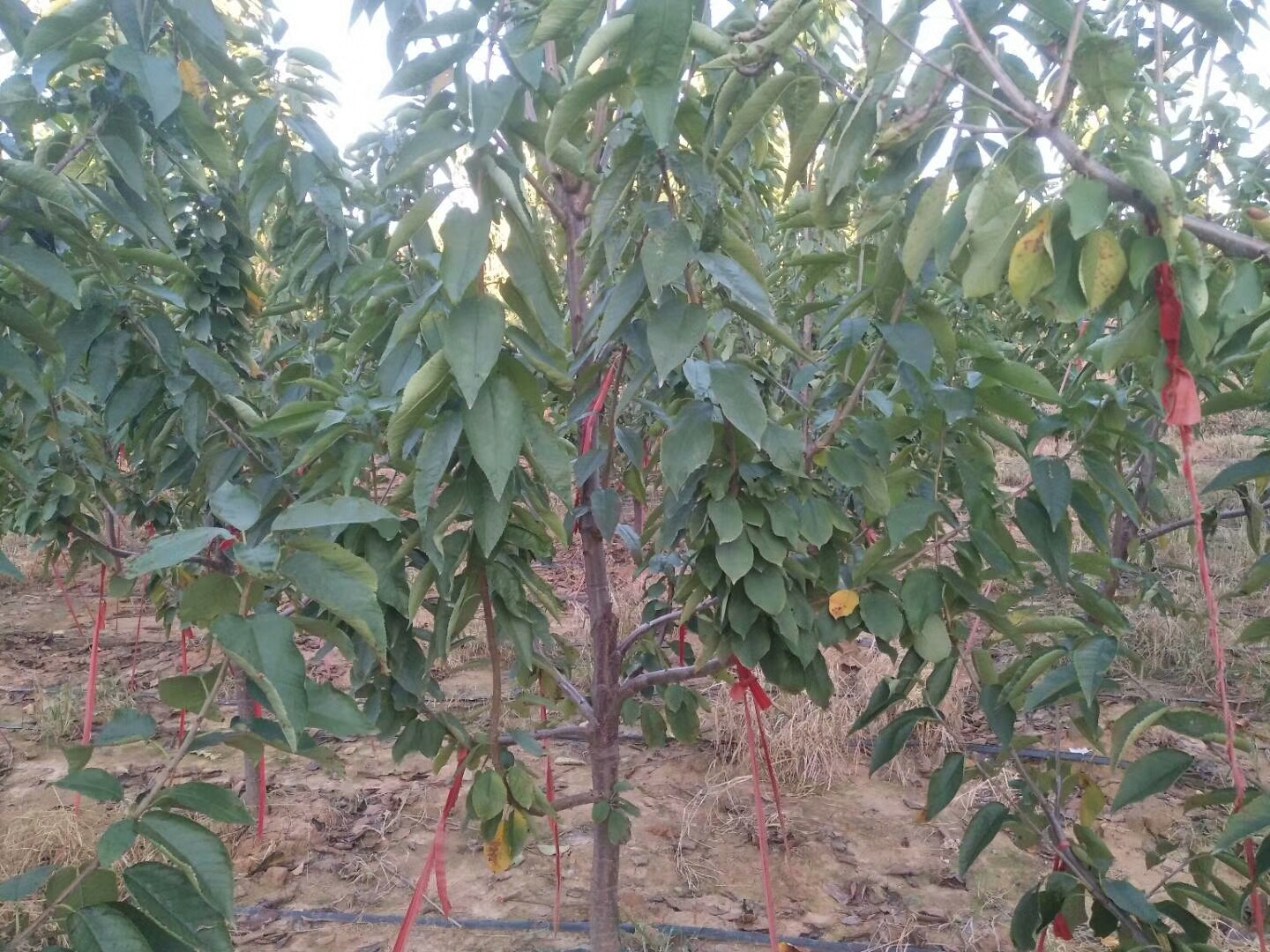 潛江周磯街道齊早櫻桃廠家銷售
