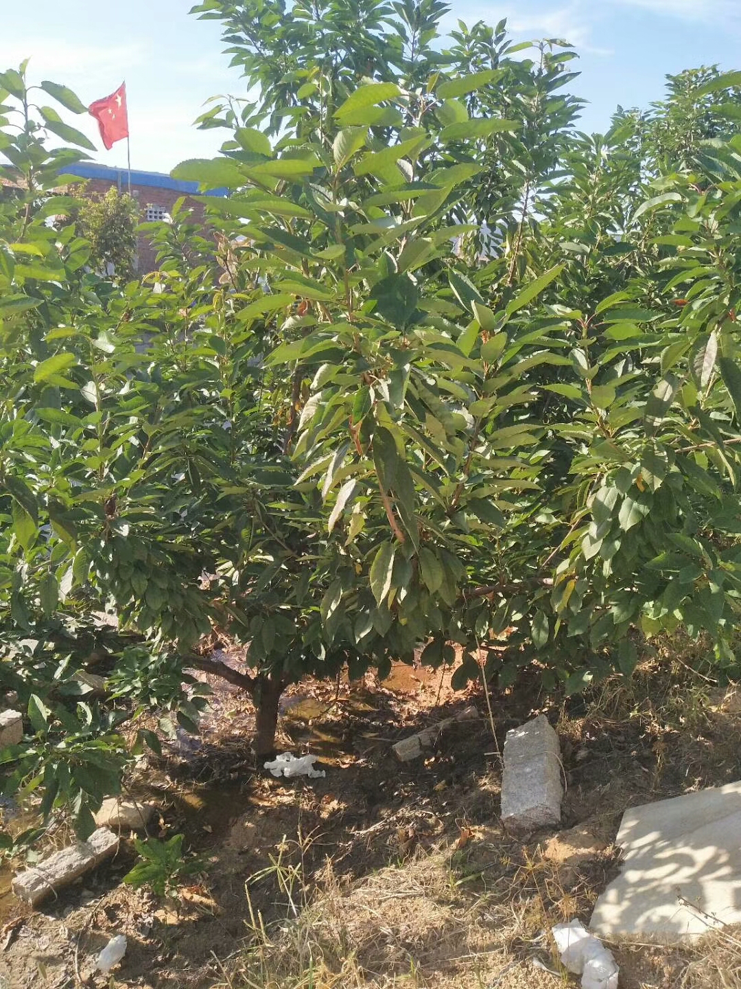 潛江周磯街道齊早櫻桃廠家銷售