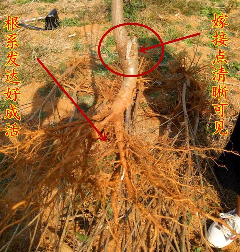 湖南常德齊早櫻桃廠家銷售種植基地