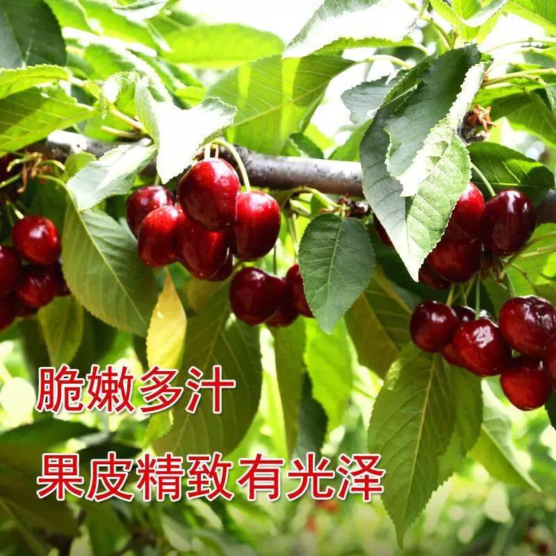 江蘇淮安齊早櫻桃廠家銷售品種介紹