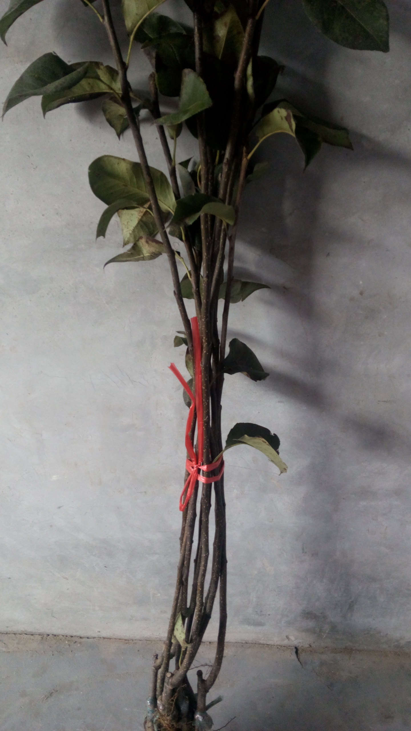 翠冠梨苗抗病性強(qiáng)注意事項(xiàng)玉露香梨樹苗基地、