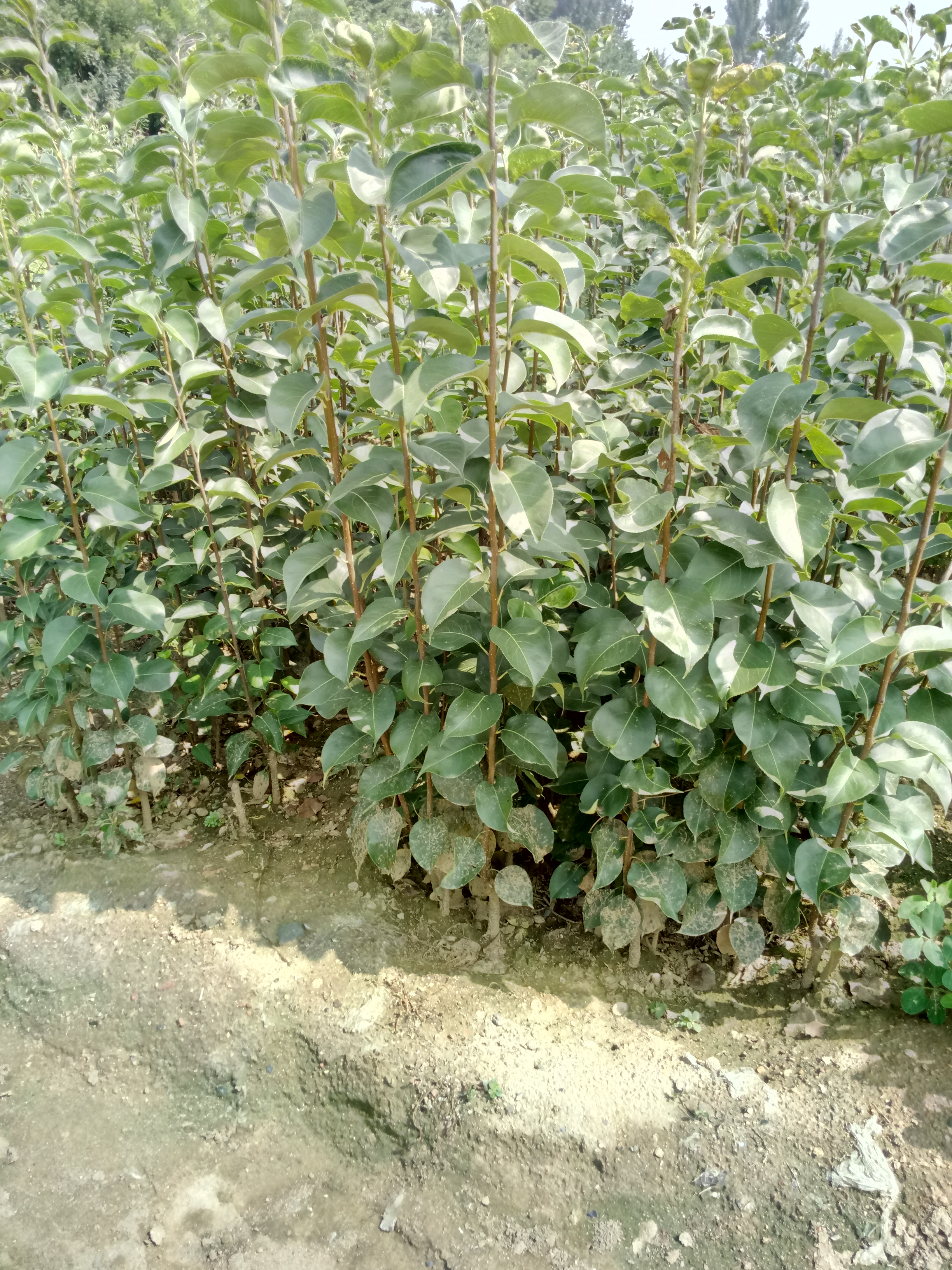 脆甜無渣梨樹苗種植基地