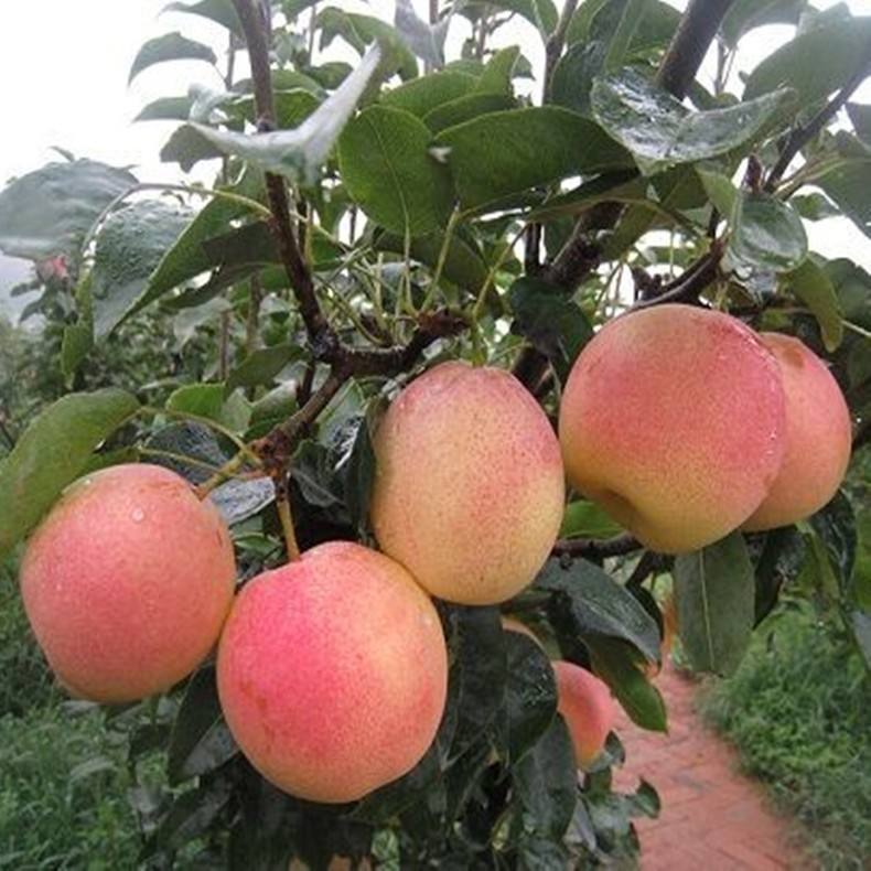 皇冠梨樹苗價(jià)格 嫁接技術(shù)