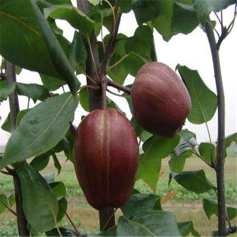 豐臺(tái)玉露香梨樹(shù)苗什么價(jià)新梨7號(hào)梨樹(shù)苗價(jià)格、