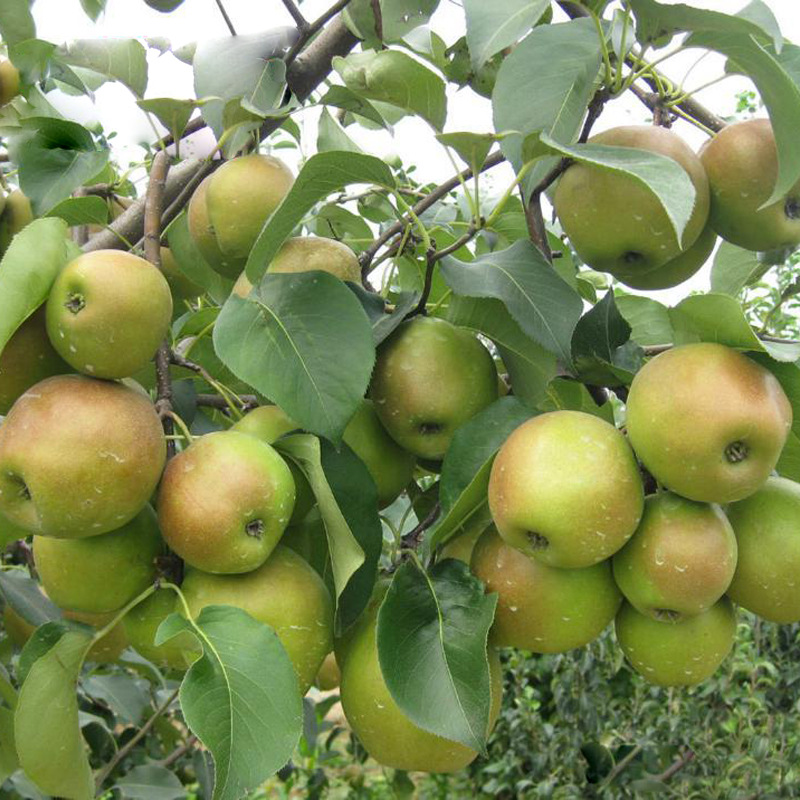 豐臺(tái)玉露香梨樹(shù)苗什么價(jià)新梨7號(hào)梨樹(shù)苗價(jià)格、
