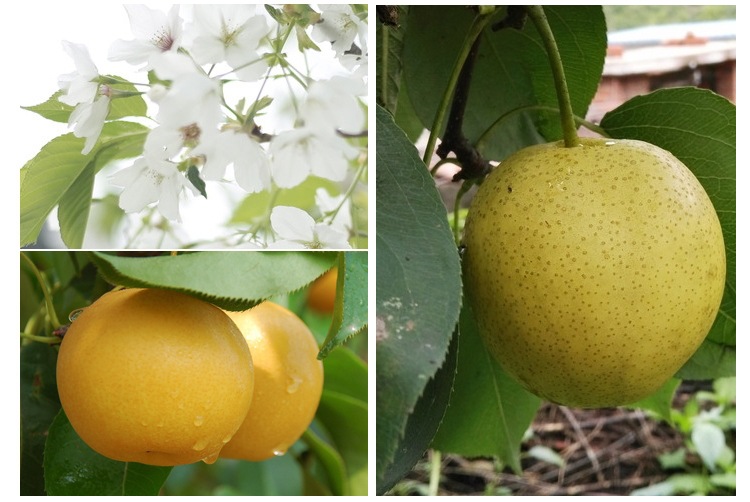 宣武嫁接梨樹(shù)苗報(bào)價(jià)、3公分紅梨樹(shù)苗、