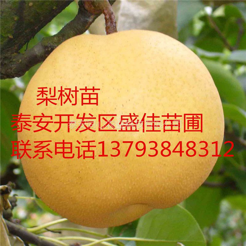 早酥紅梨樹苗嫁接技術(shù)