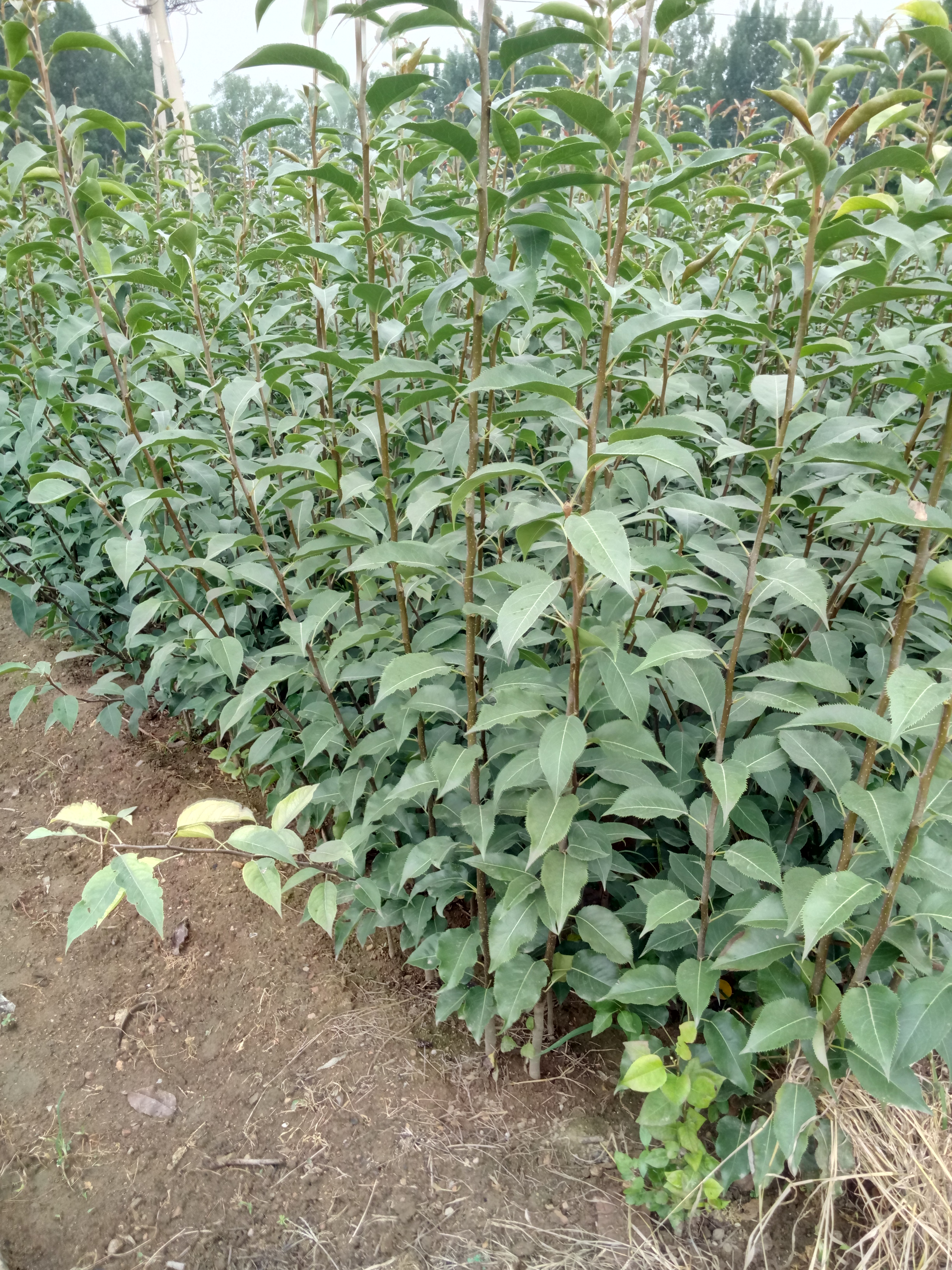 早酥紅梨樹苗嫁接技術(shù)