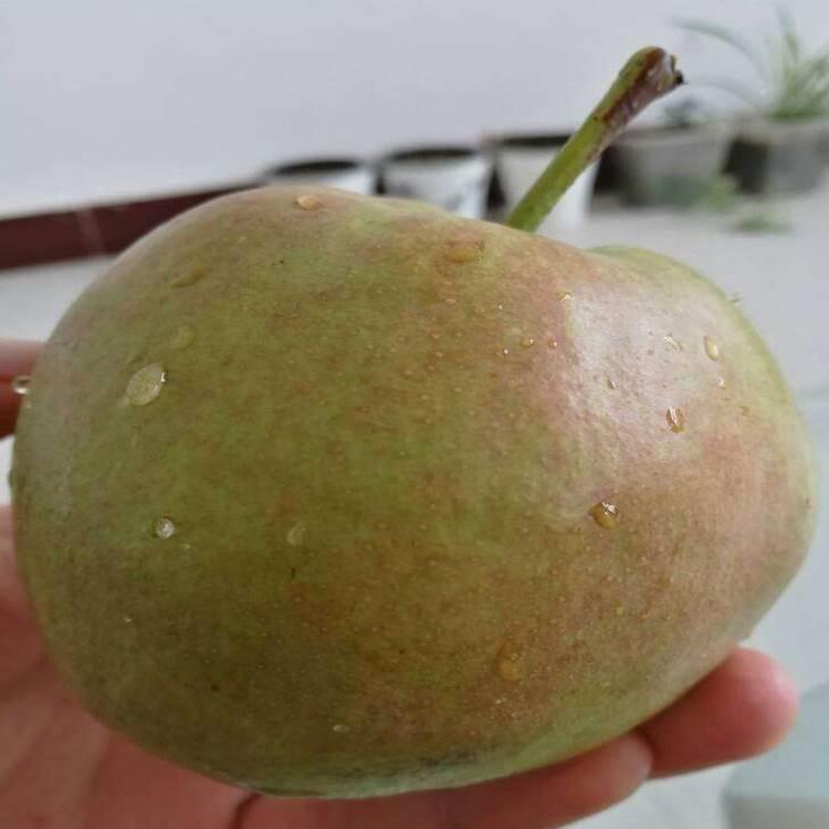 早酥紅梨樹苗嫁接技術(shù)