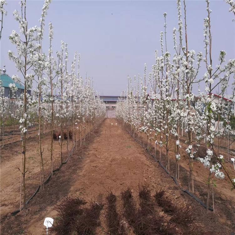 豐臺(tái)玉露香梨樹(shù)苗什么價(jià)新梨7號(hào)梨樹(shù)苗價(jià)格、