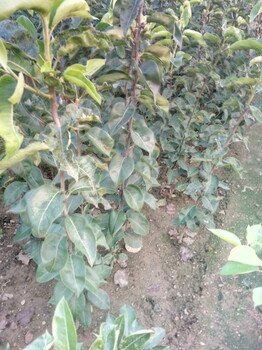 脆甜無渣梨樹苗種植基地