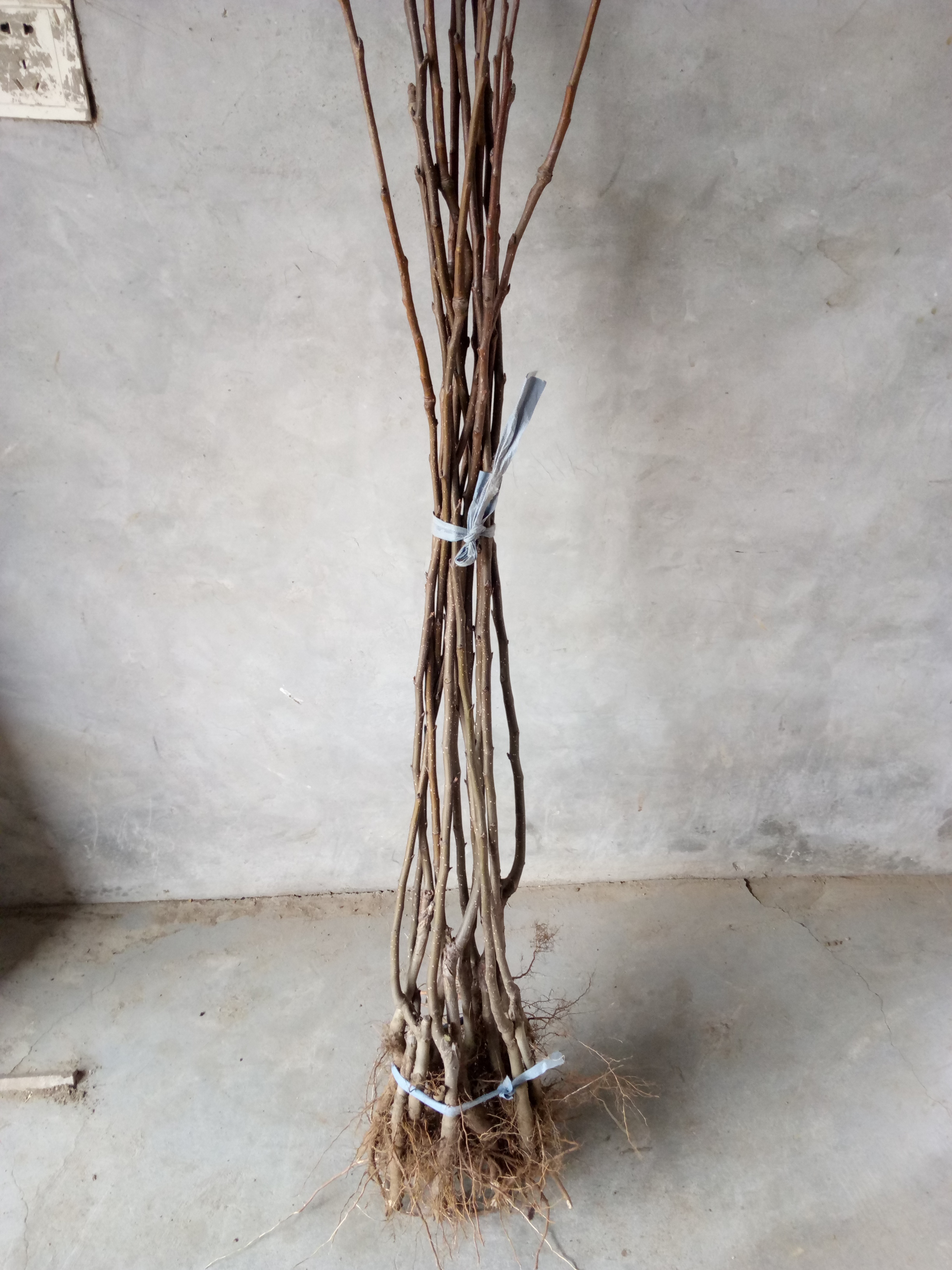 豐臺(tái)玉露香梨樹(shù)苗什么價(jià)新梨7號(hào)梨樹(shù)苗價(jià)格、