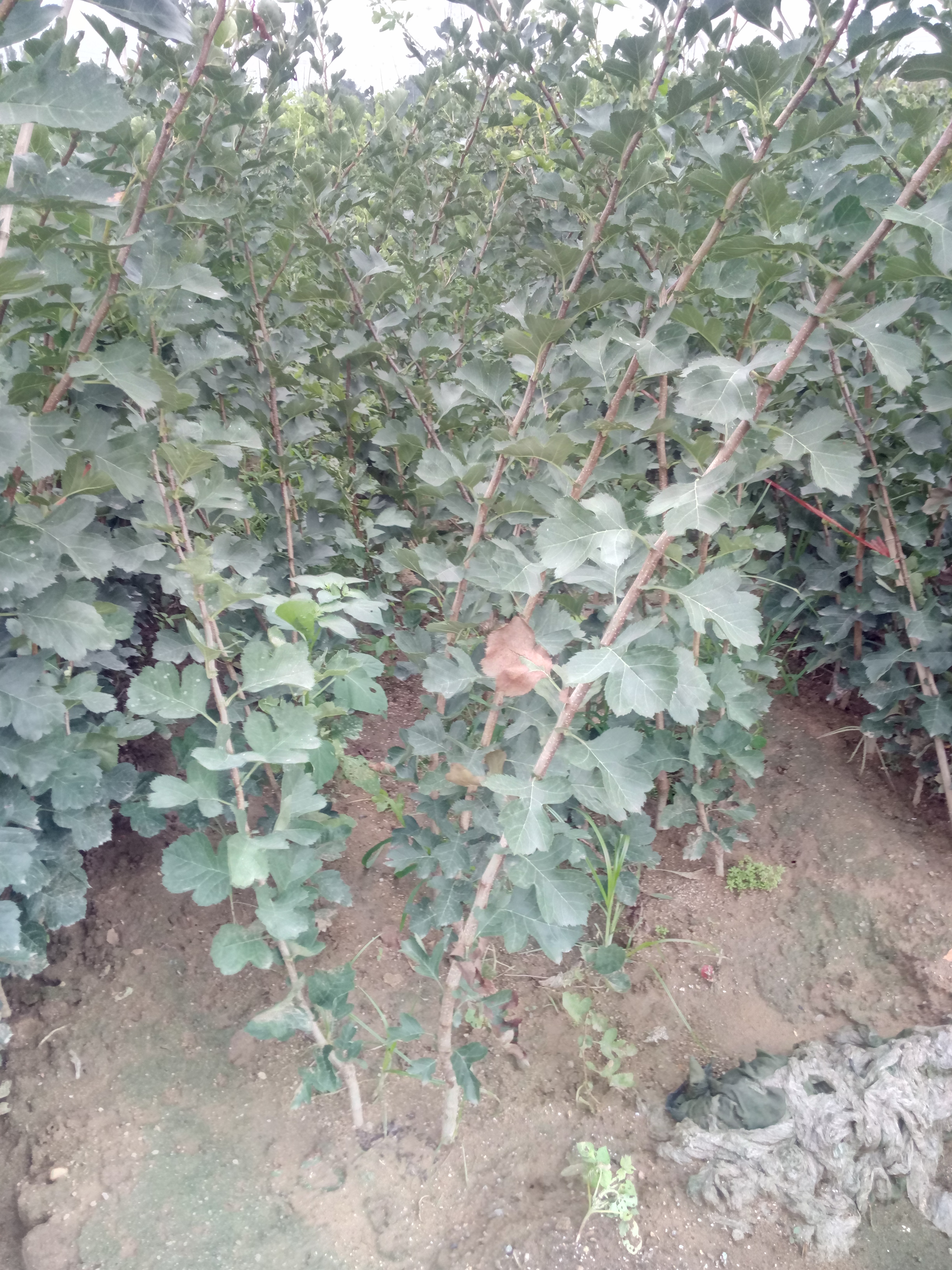 注意事項(xiàng)大金星大五棱山楂苗